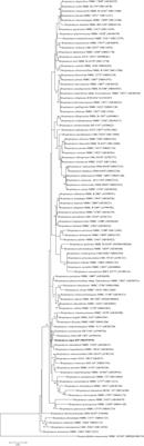 Streptomyces nigra sp. nov. Is a Novel Actinobacterium Isolated From Mangrove Soil and Exerts a Potent Antitumor Activity in Vitro